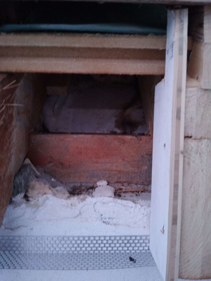  Bienennest entfernen