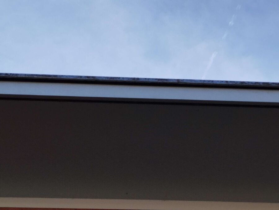 Bienen umsiedeln &  Bienennest entfernen 