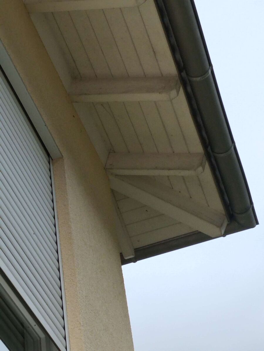  Bienennest entfernen