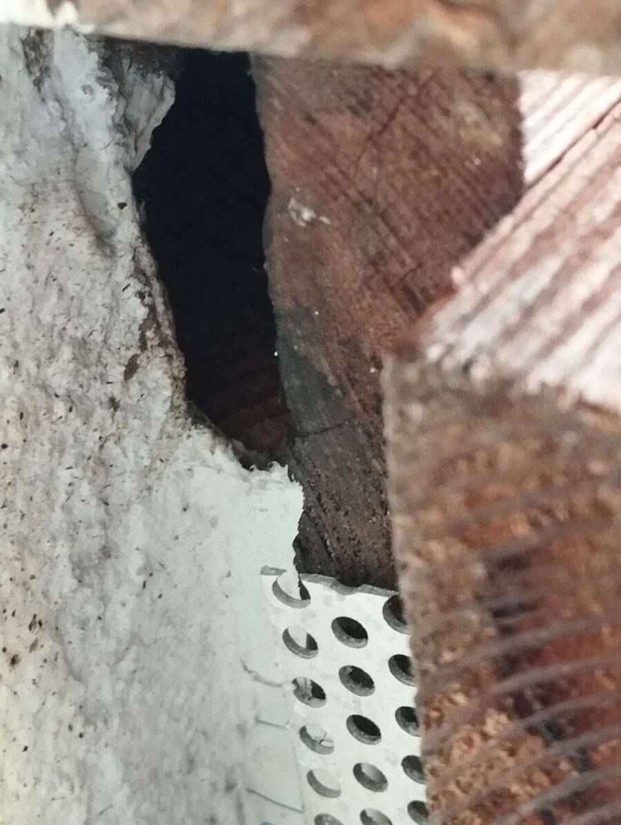 Bienen umsiedeln &  Bienennest entfernen 