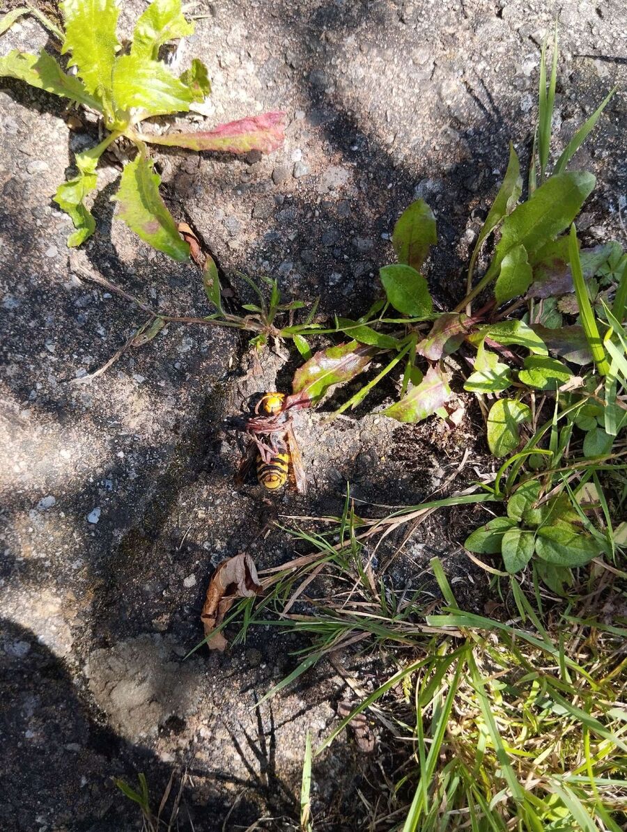  Bienennest entfernen.jpeg