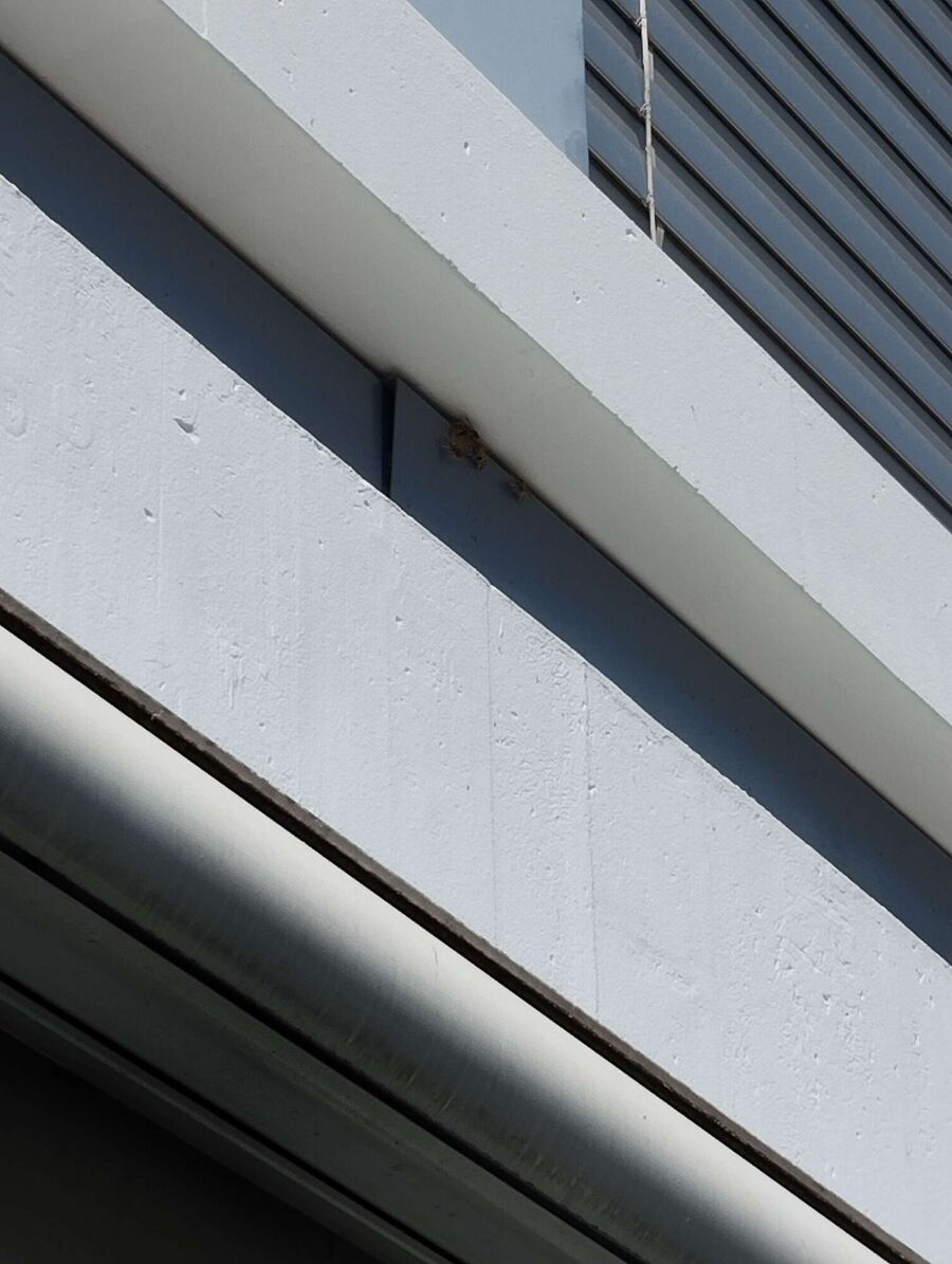  Bienennest entfernen.jpeg