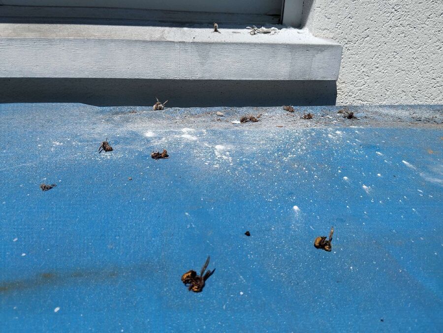  Bienennest entfernen