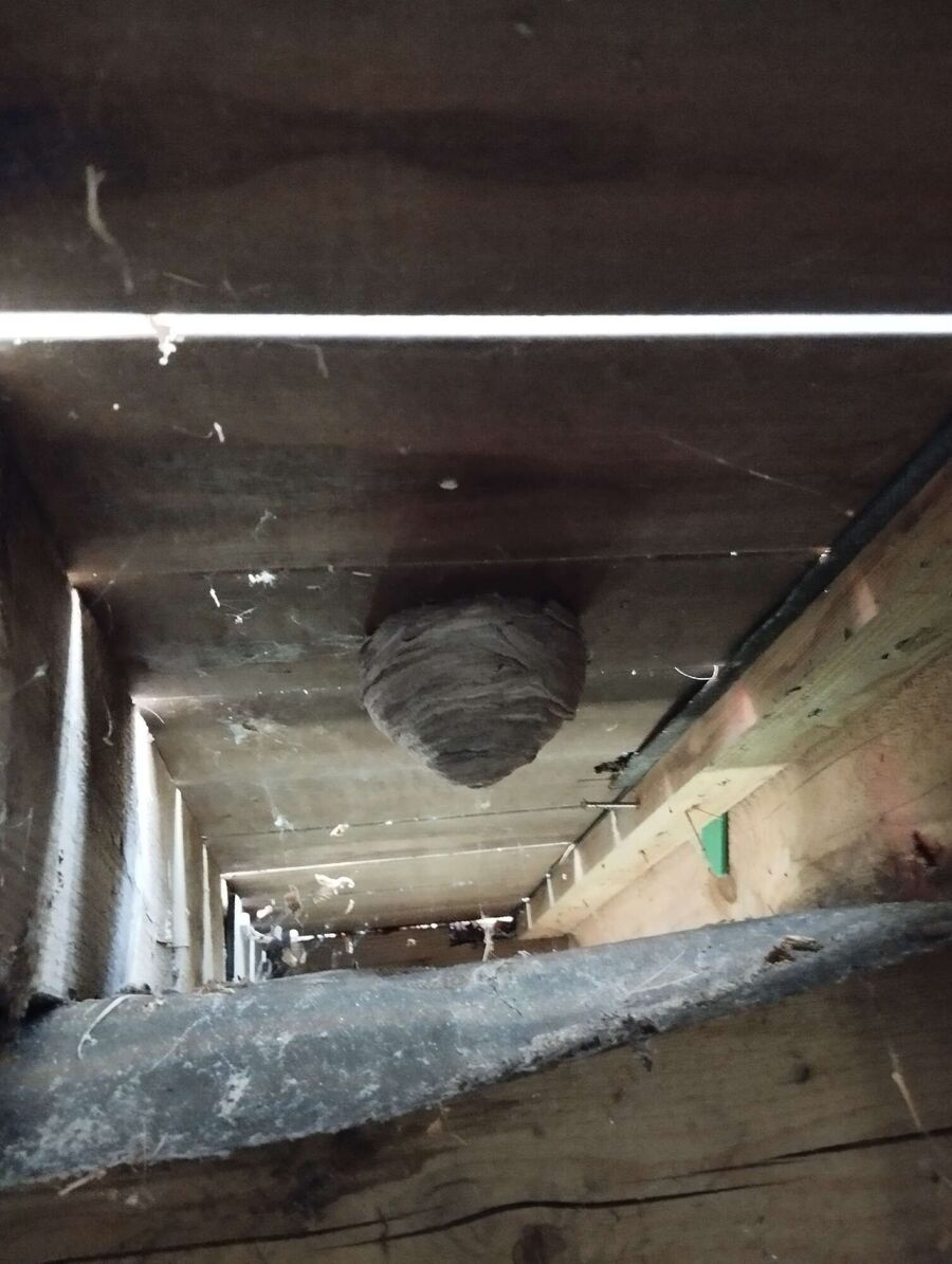  Bienennest entfernen