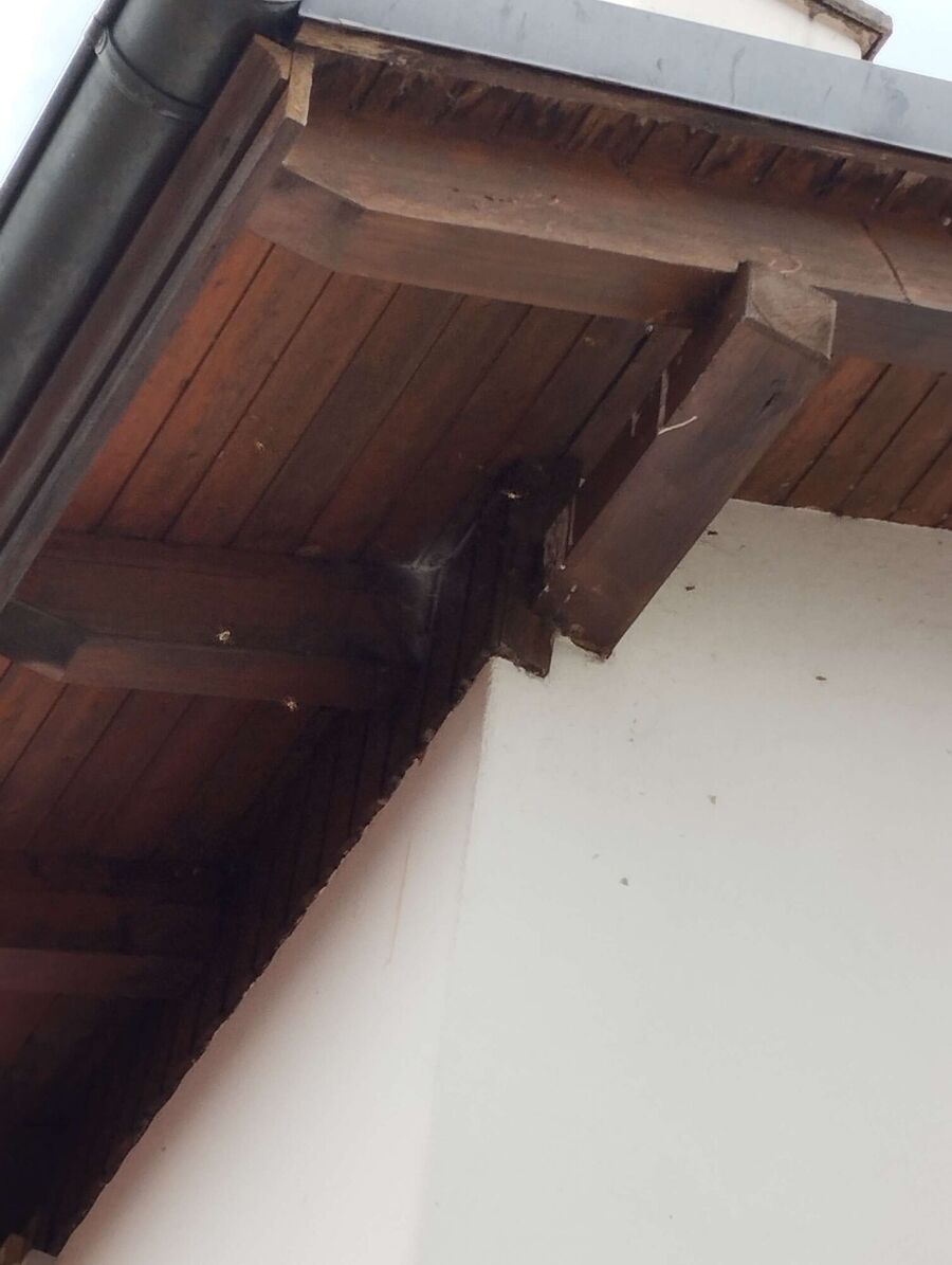 Bienen umsiedeln &  Bienennest entfernen 