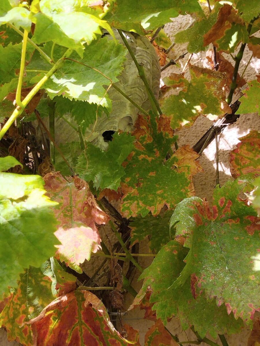 Bienen umsiedeln &  Bienennest entfernen 