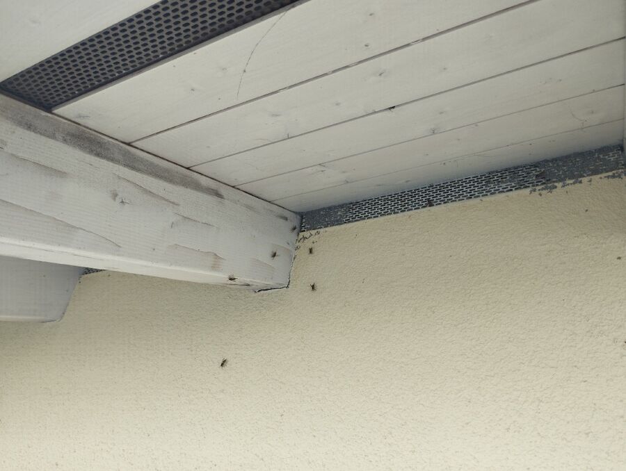  Bienennest entfernen.jpeg