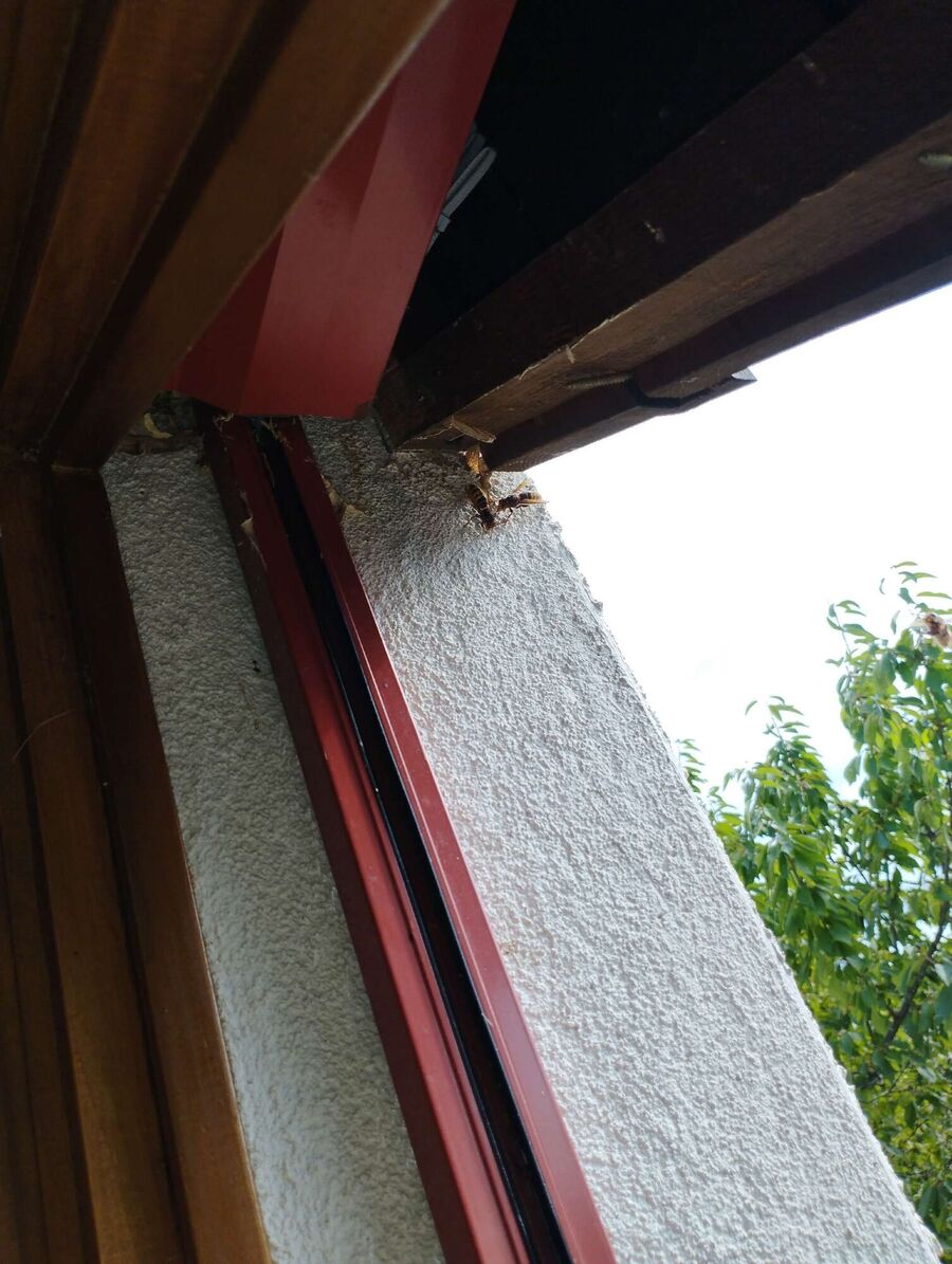  Bienennest entfernen