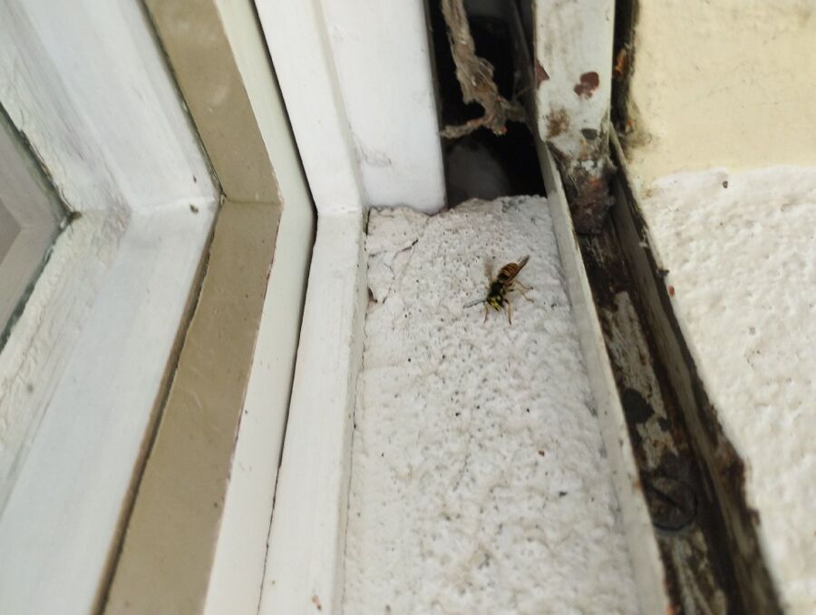  Bienennest entfernen