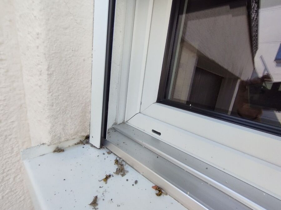 Bienen umsiedeln &  Bienennest entfernen 