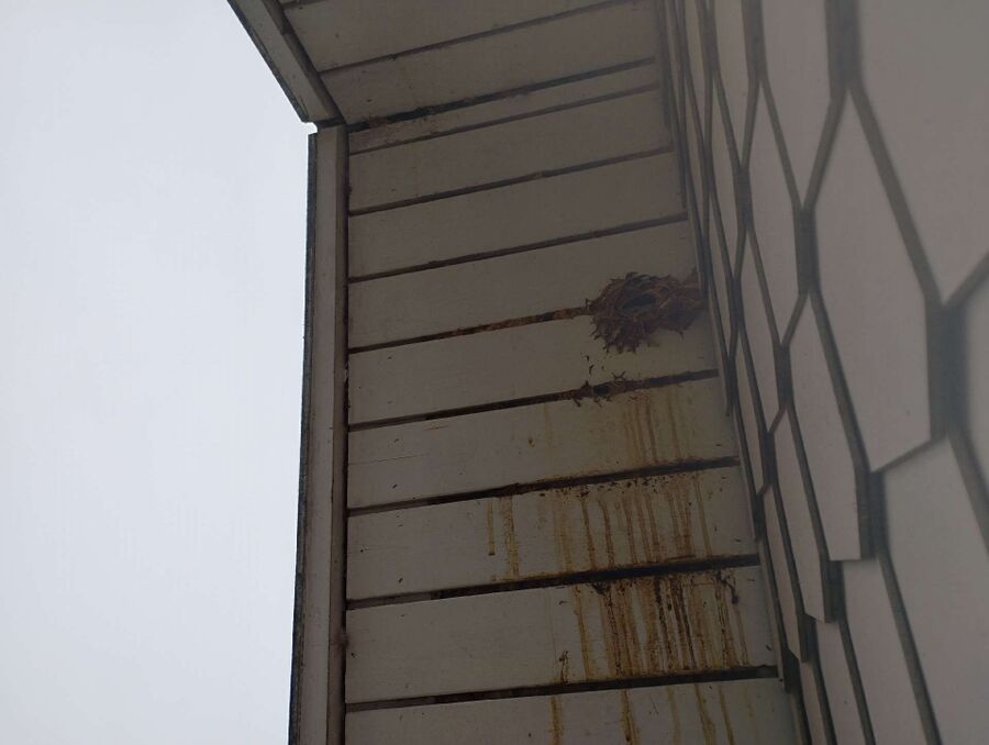  Bienennest entfernen