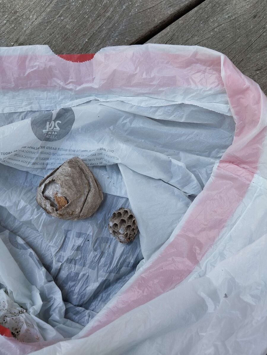  Bienennest entfernen