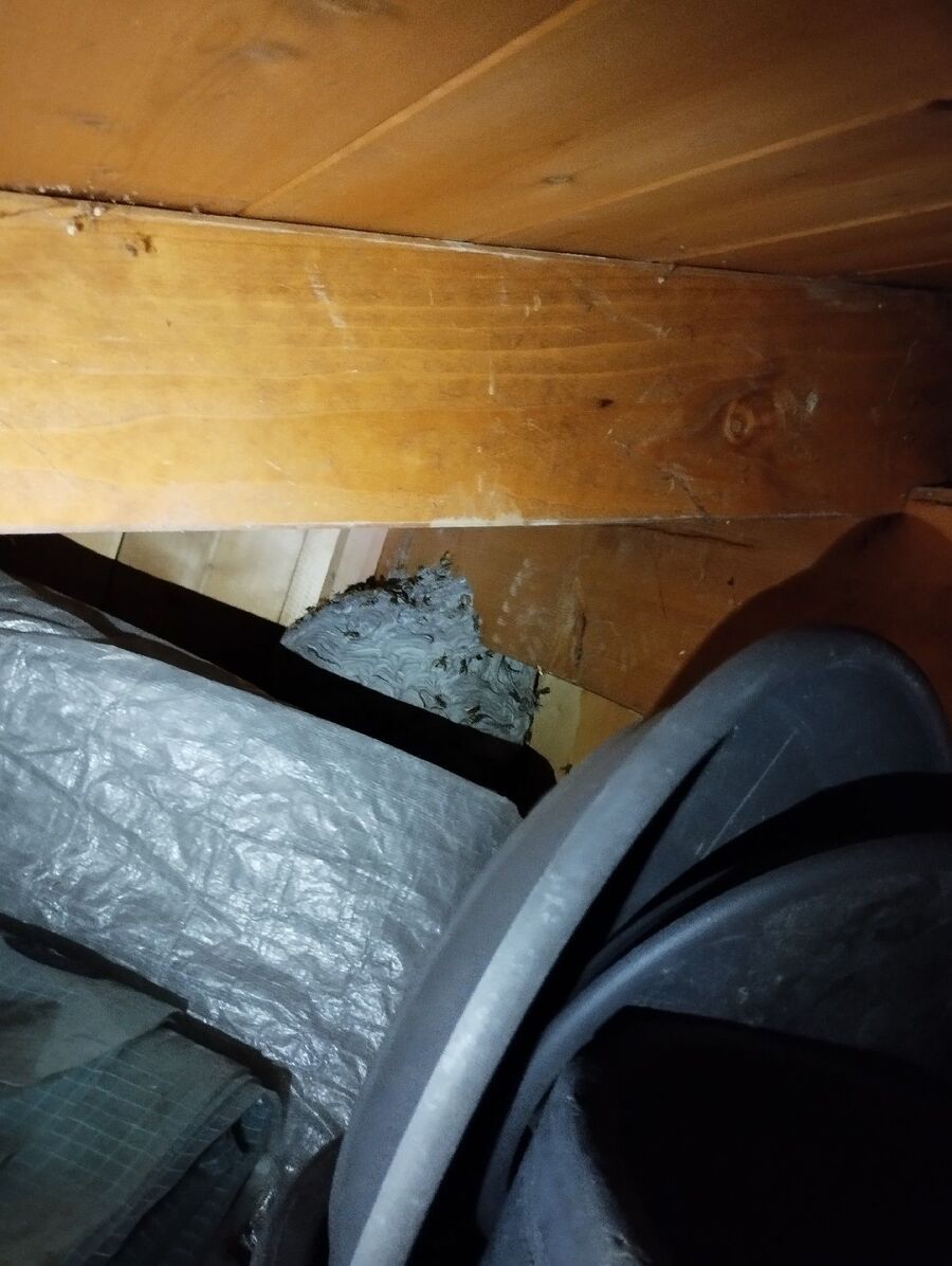 Bienen umsiedeln &  Bienennest entfernen 