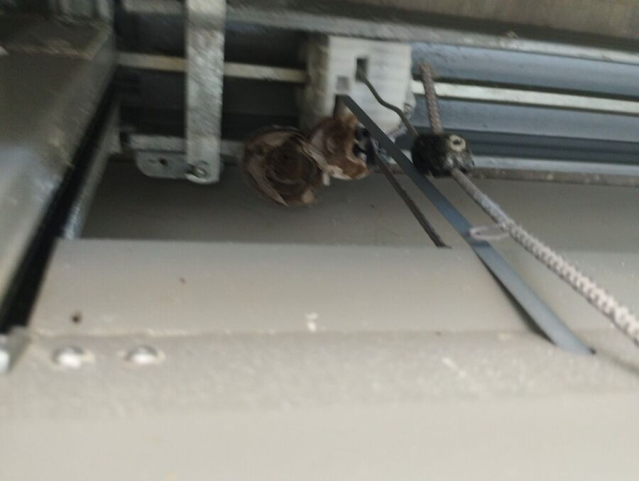 Bienen umsiedeln &  Bienennest entfernen 