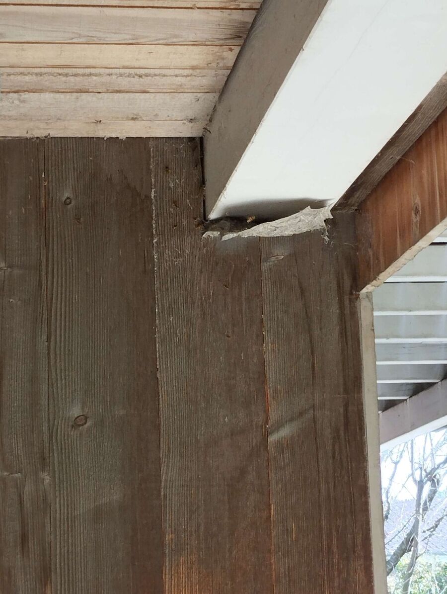  Bienennest entfernen.jpeg