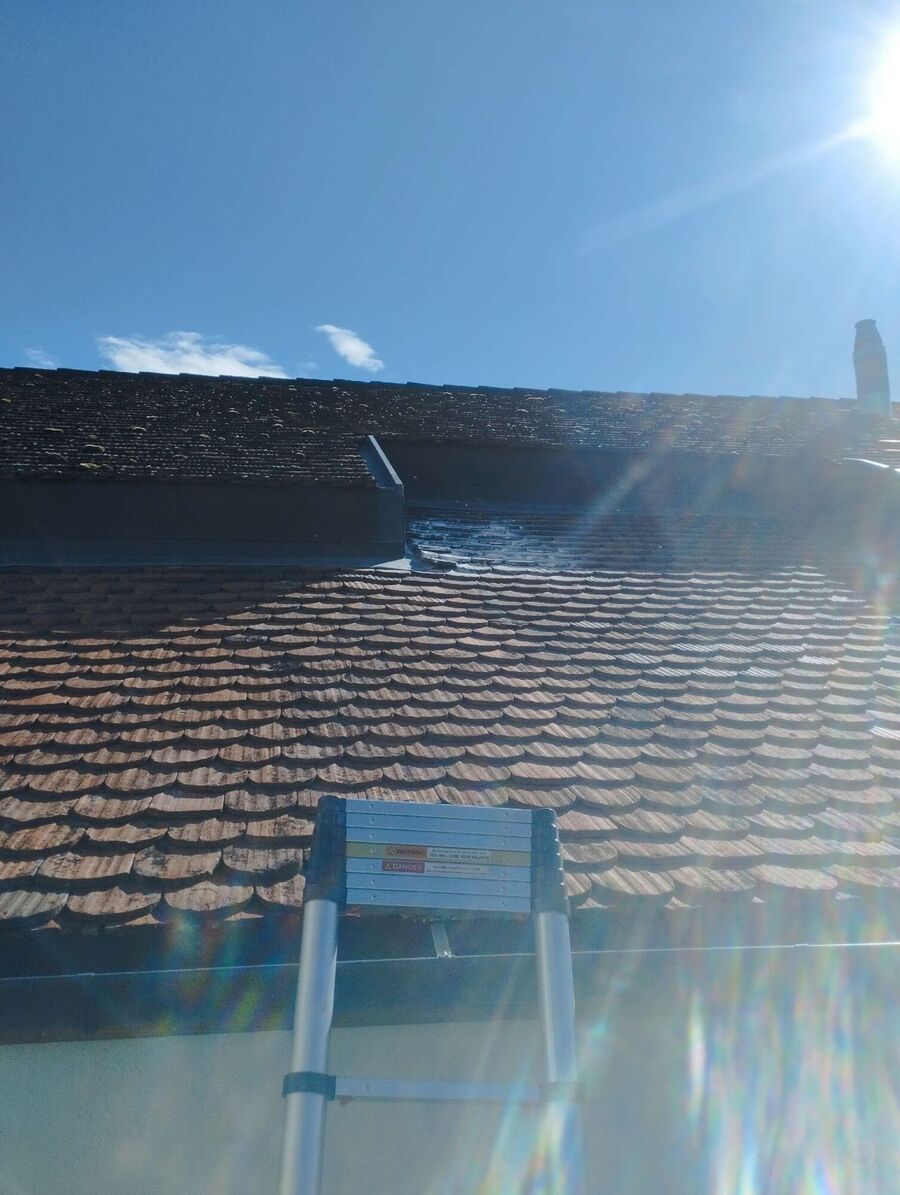  Bienennest entfernen