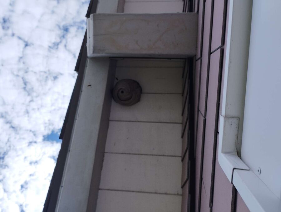  Bienennest entfernen