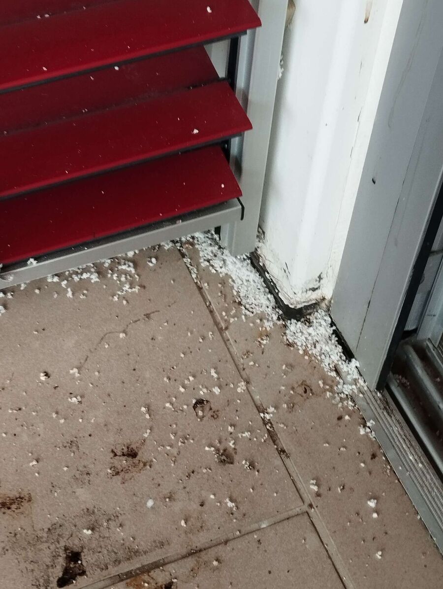  Bienennest entfernen.jpeg