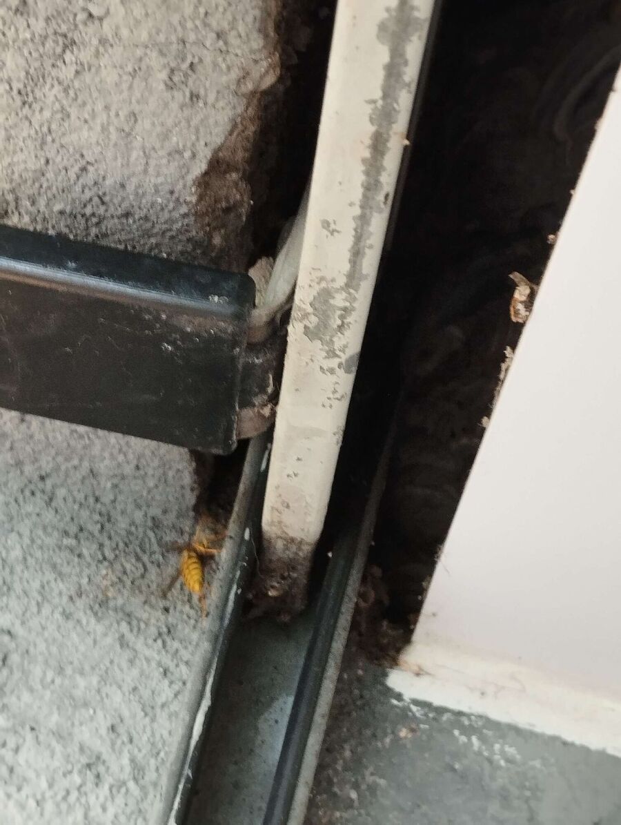  Bienennest entfernen