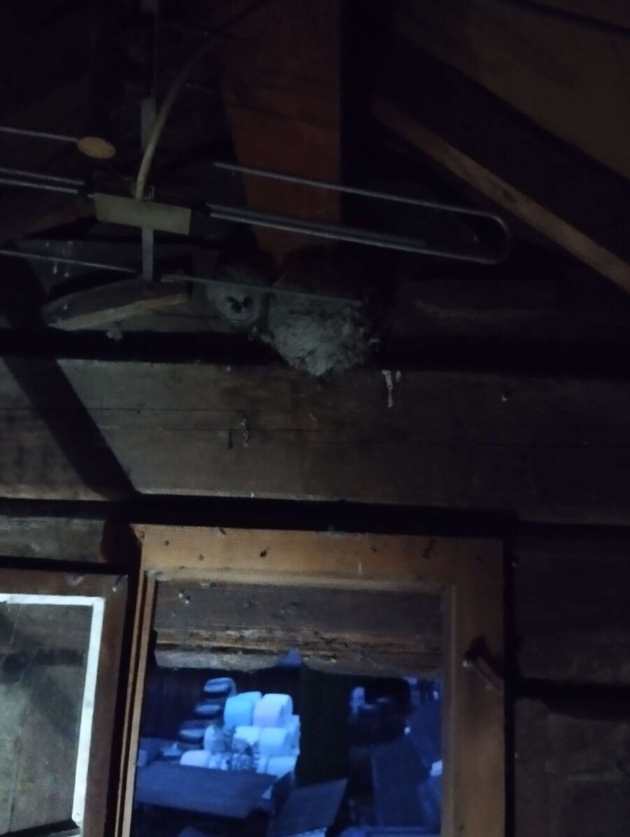 Bienen umsiedeln &  Bienennest entfernen 