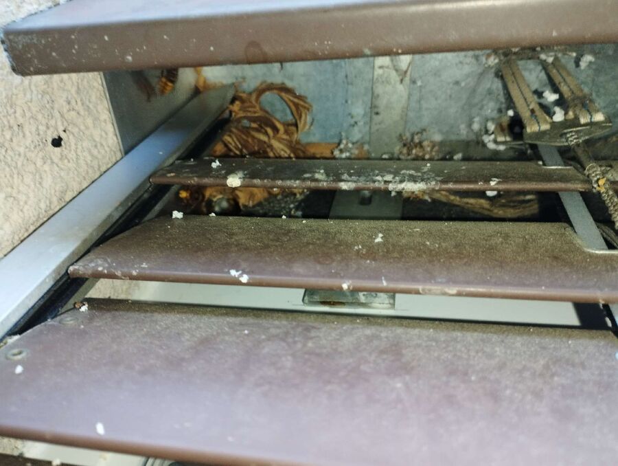 Bienen umsiedeln &  Bienennest entfernen 