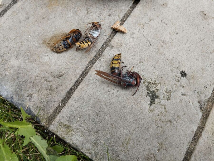 Bienen umsiedeln &  Bienennest entfernen 