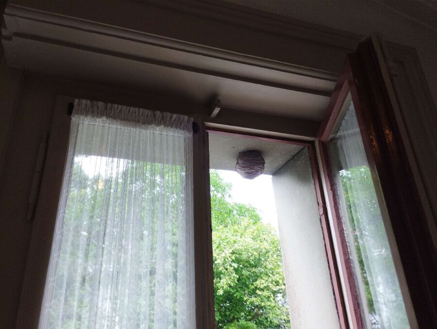  Bienennest entfernen.jpeg