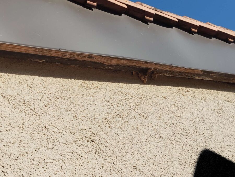  Bienennest entfernen