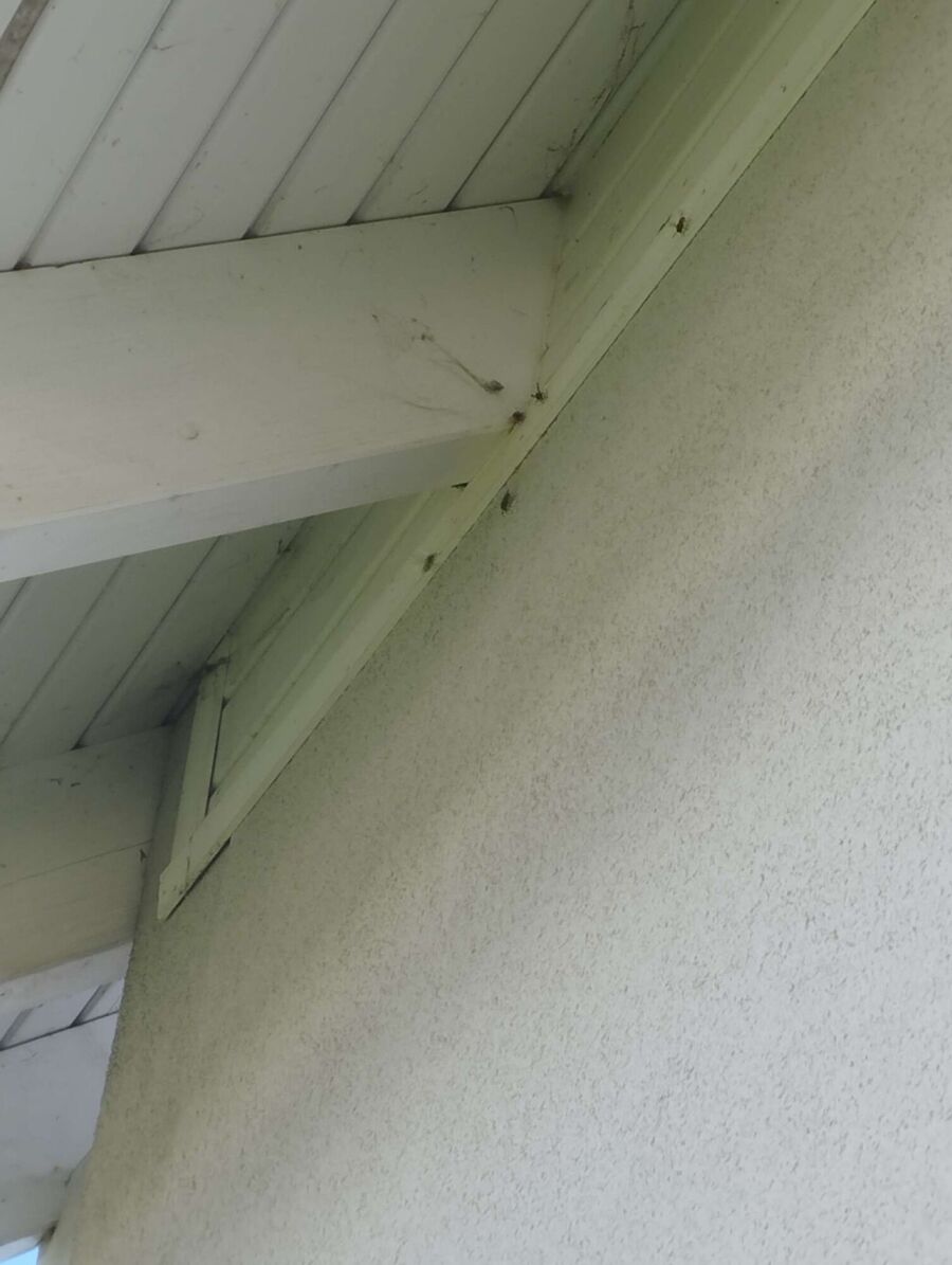  Bienennest entfernen