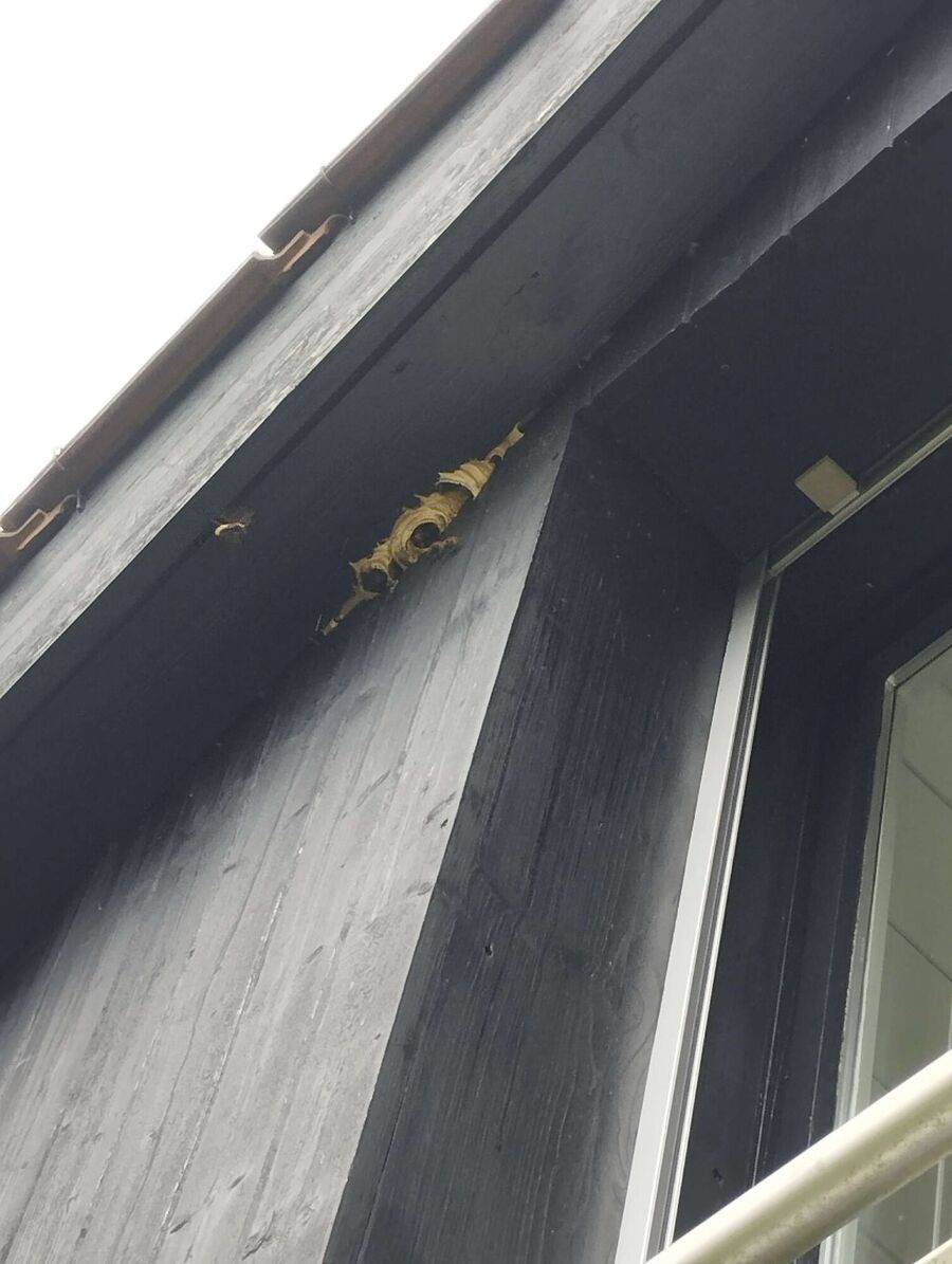 bienennest-am-haus-entfernen.jpg