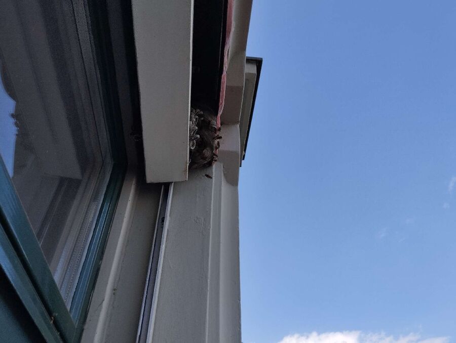 Bienen umsiedeln &  Bienennest entfernen 