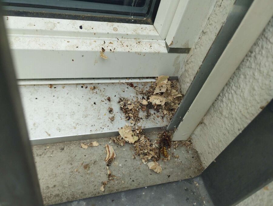  Bienennest entfernen.jpeg