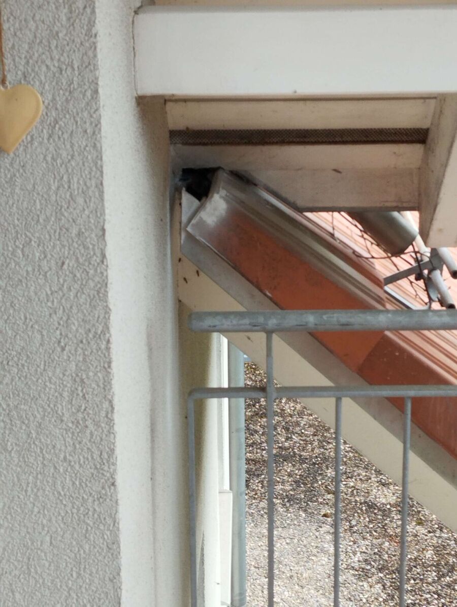 Bienen umsiedeln &  Bienennest entfernen 