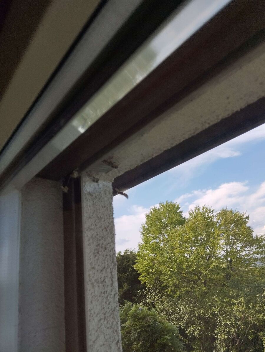  Bienennest entfernen