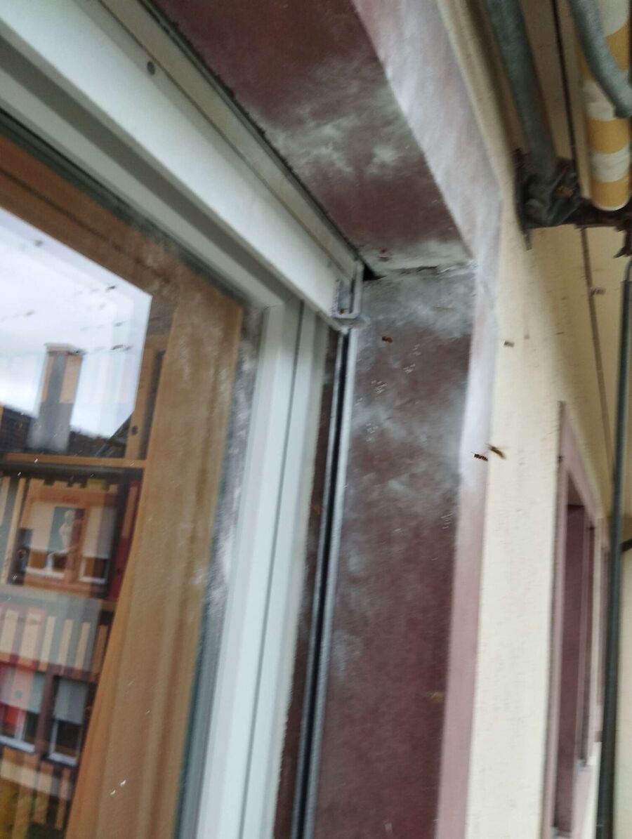  Bienennest entfernen.jpeg