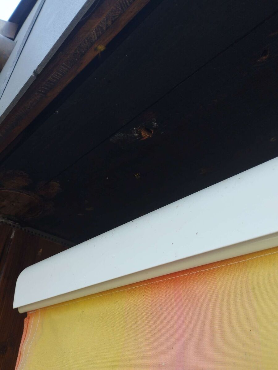  Bienennest entfernen