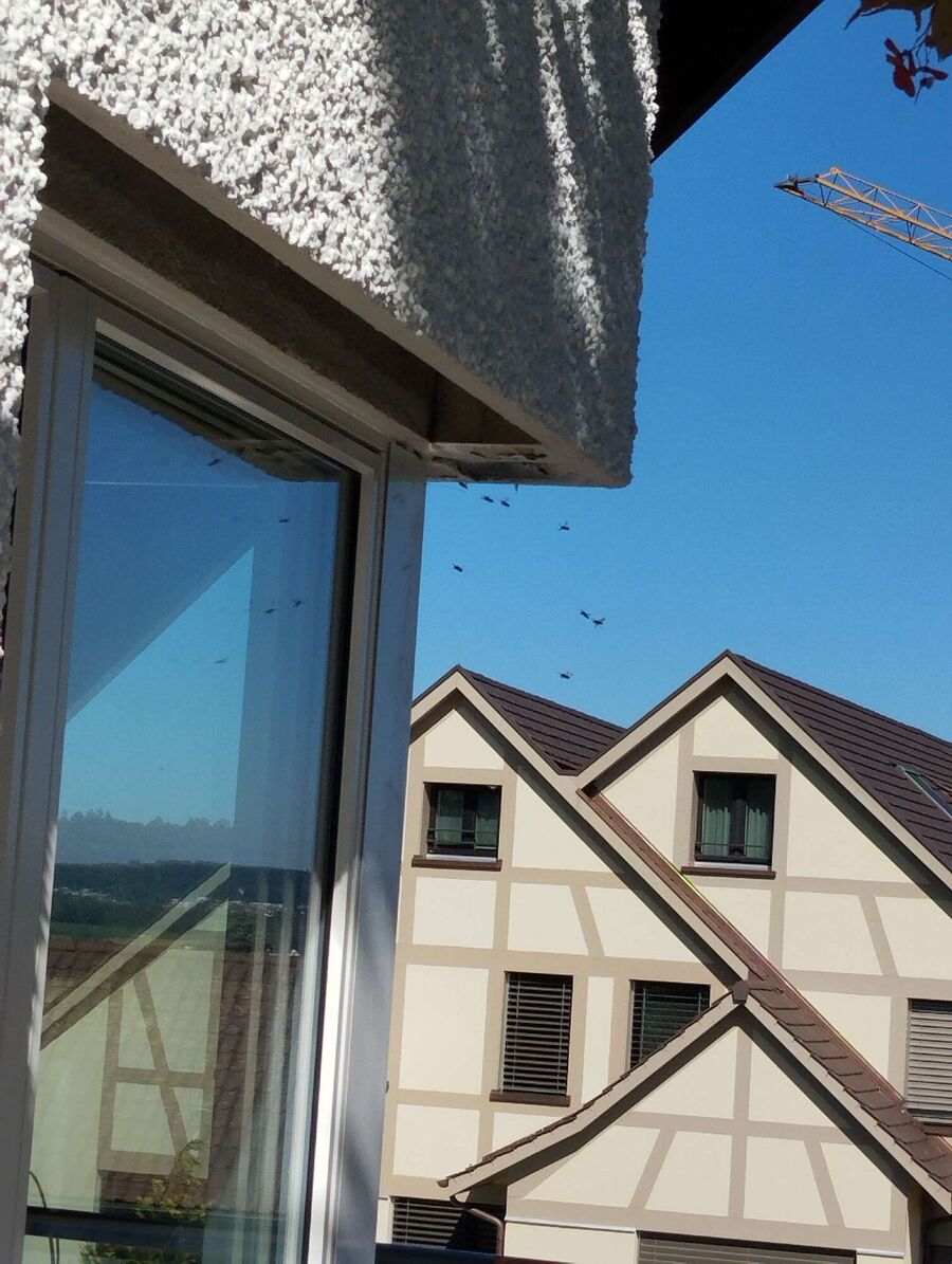  Bienennest entfernen