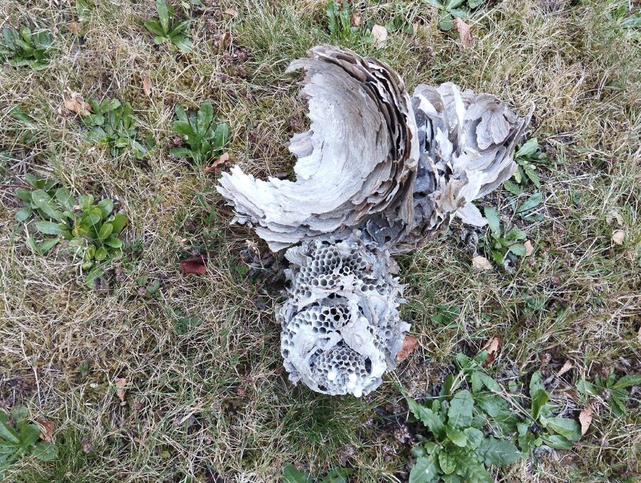  Bienennest entfernen