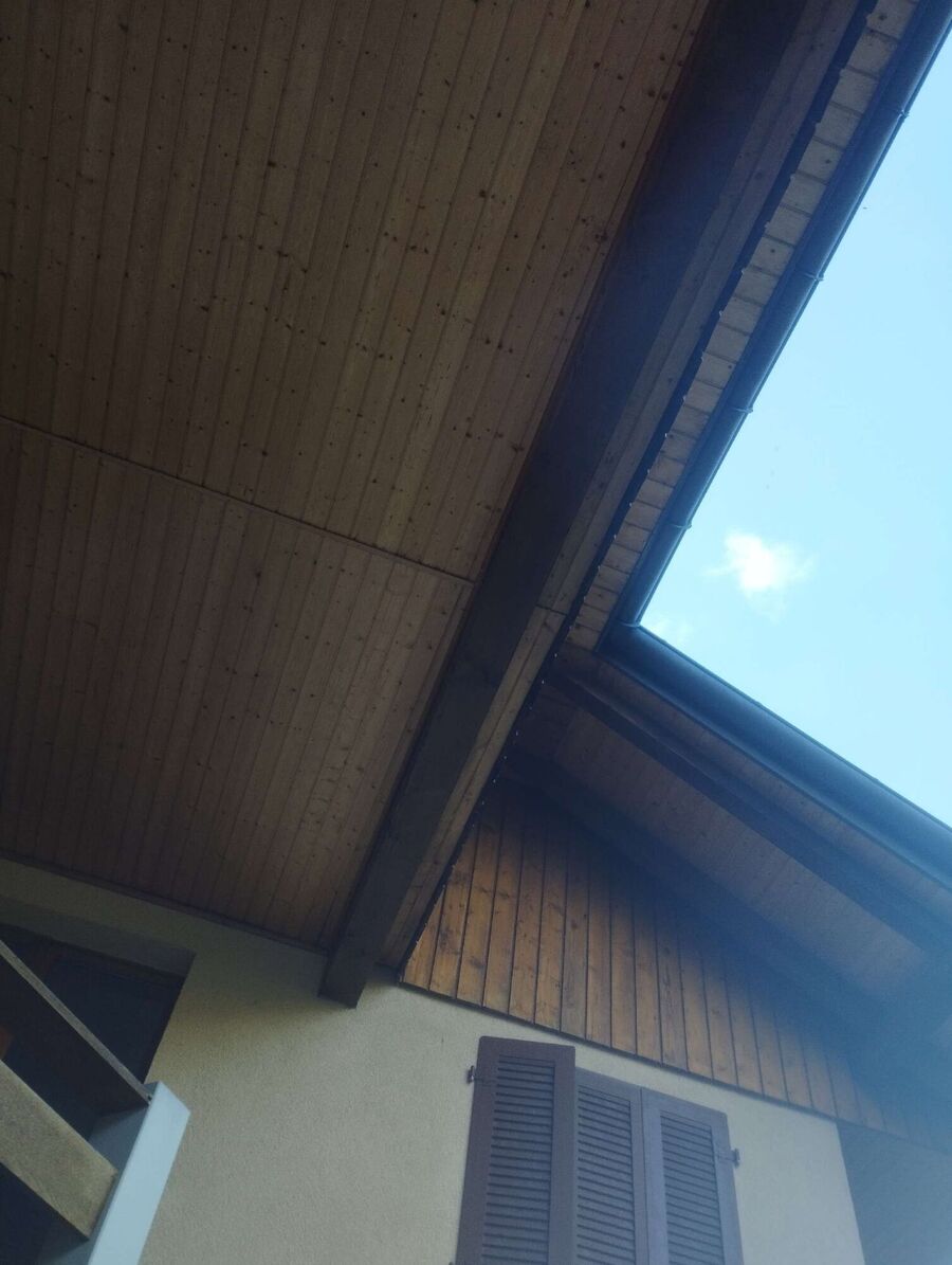 Bienen umsiedeln &  Bienennest entfernen 