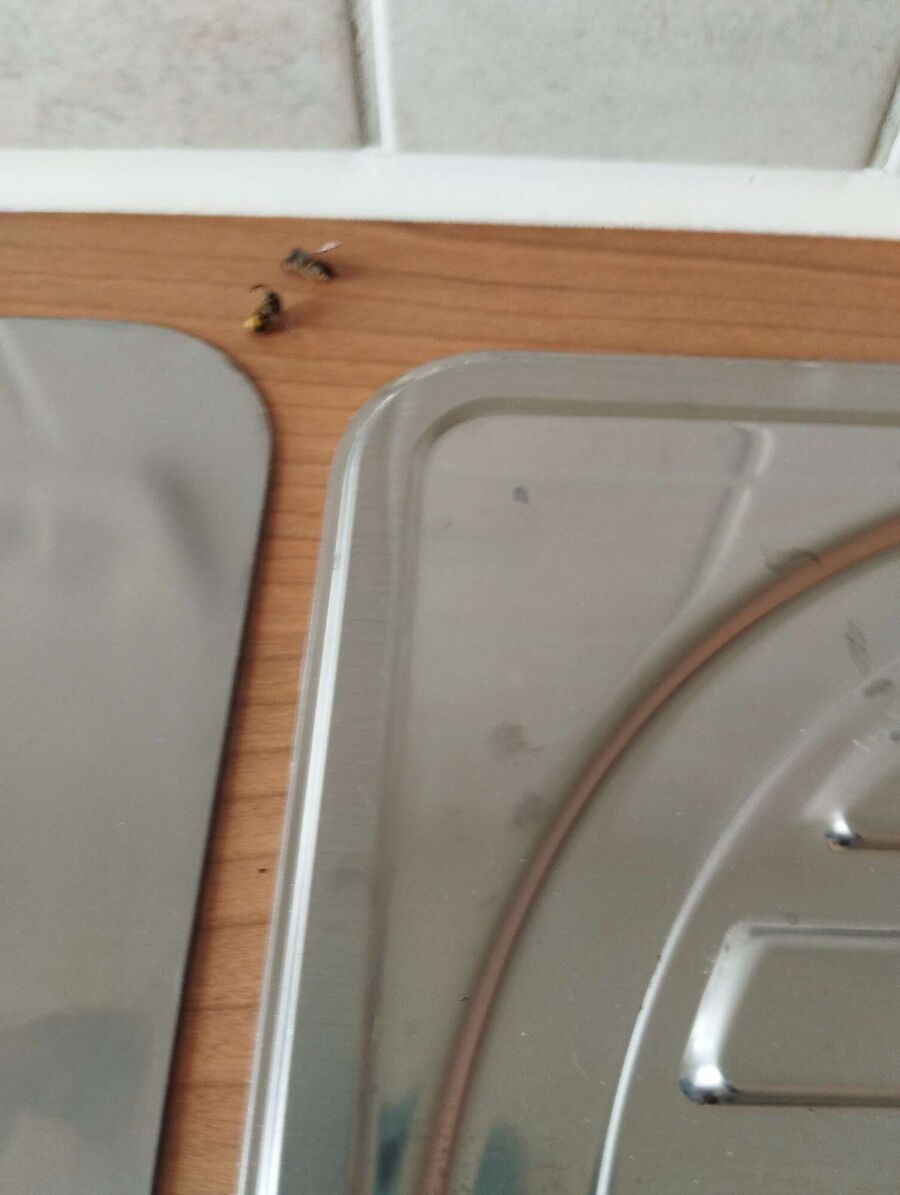 Bienen umsiedeln &  Bienennest entfernen 