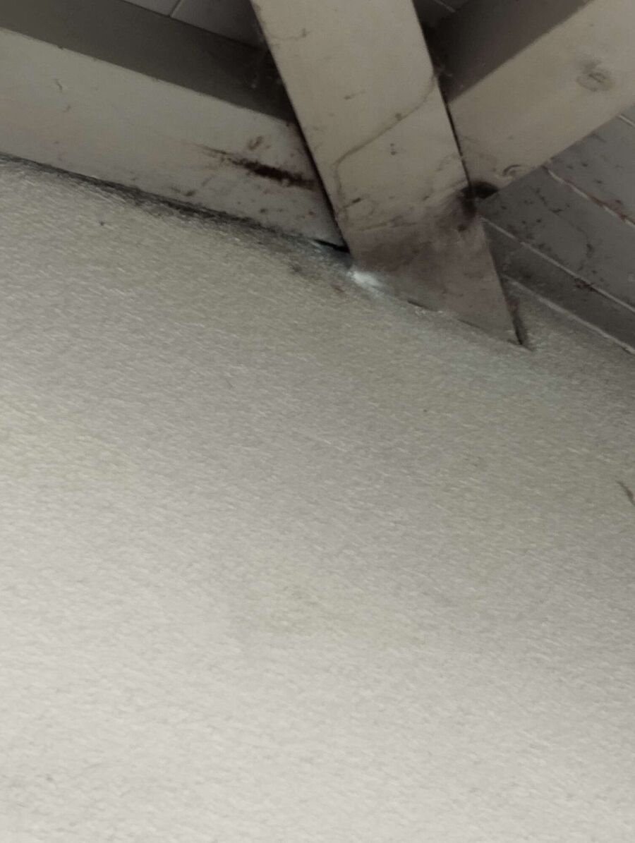  Bienennest entfernen