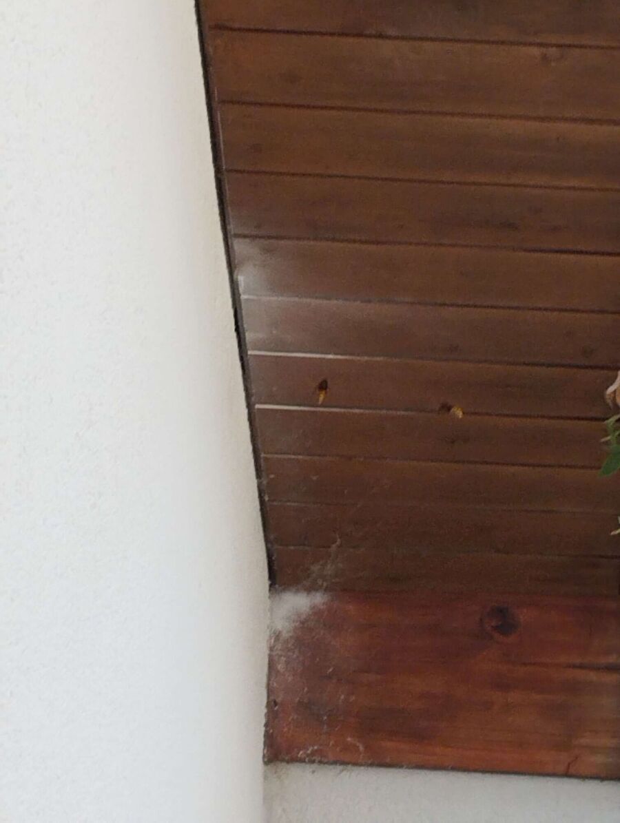  Bienennest entfernen.jpeg