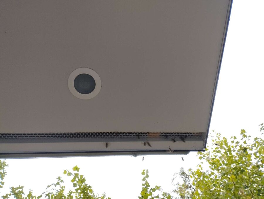 Bienen umsiedeln &  Bienennest entfernen 