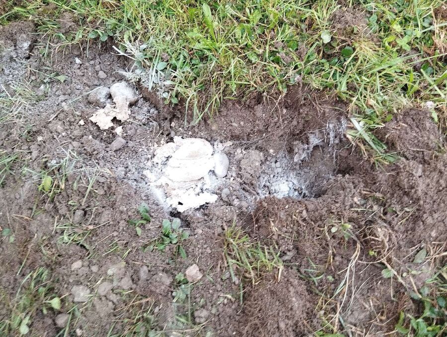 Bienen umsiedeln &  Bienennest entfernen 