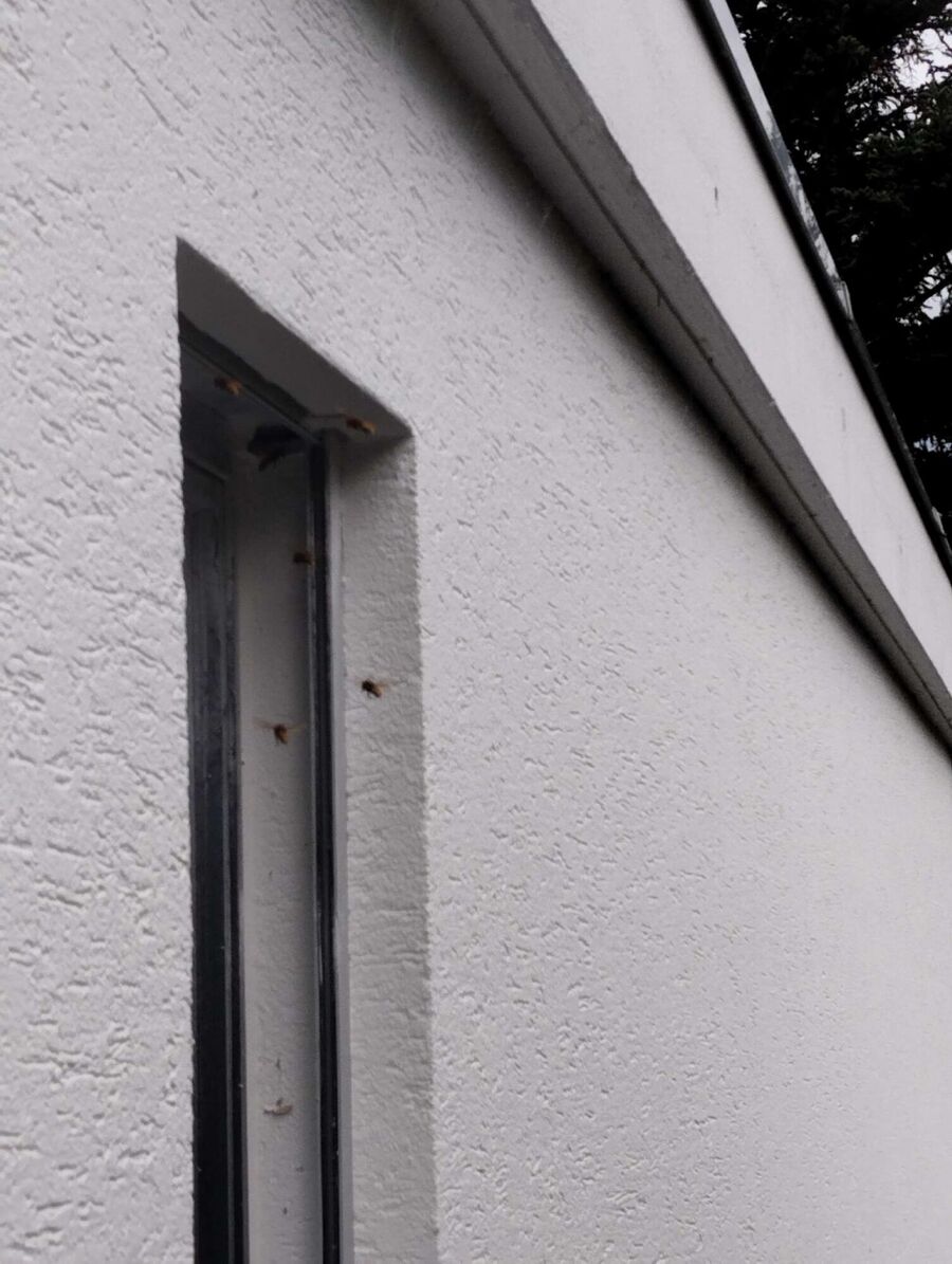  Bienennest entfernen