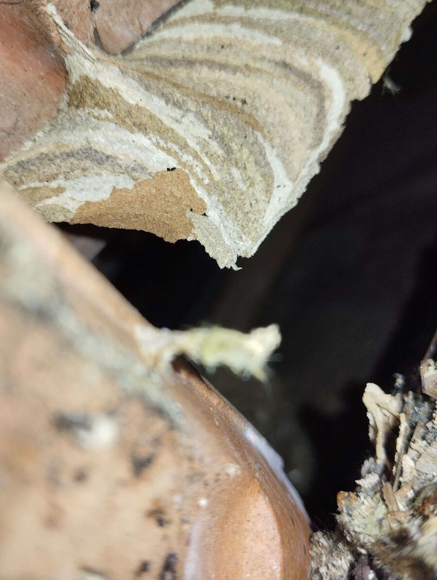  Bienennest entfernen