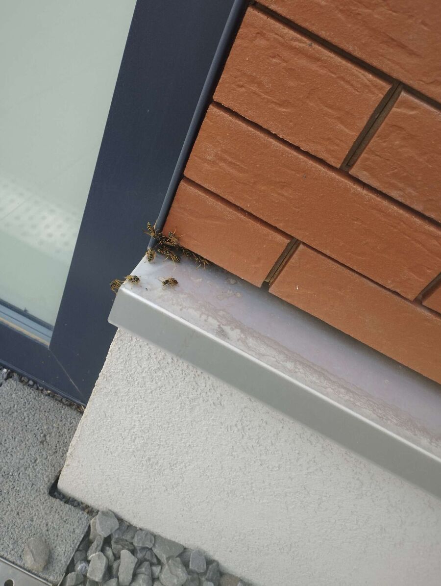  Bienennest entfernen