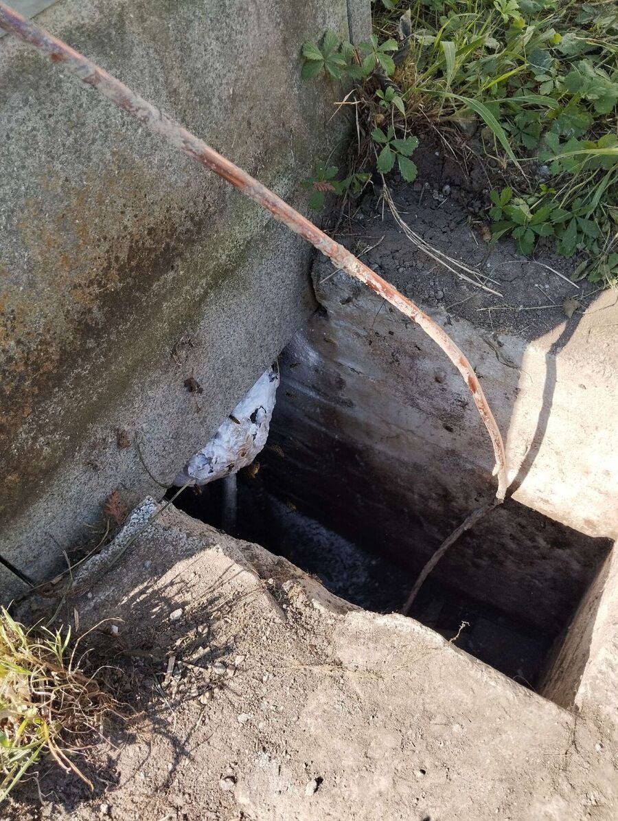  Bienennest entfernen