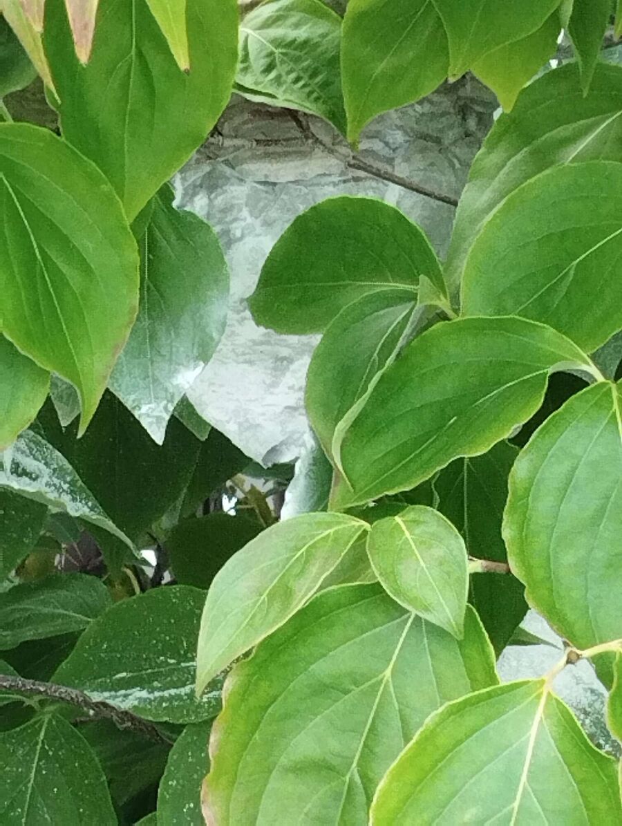 Bienen umsiedeln &  Bienennest entfernen 