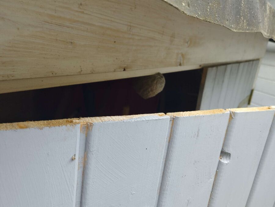  Bienennest entfernen